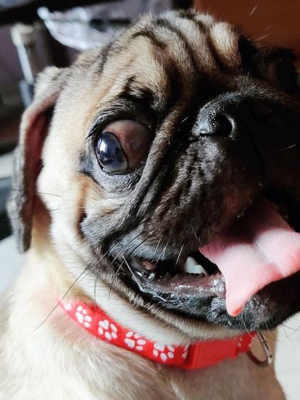 We Care Pet Creche - Home Dog Boarding Our Adorable Guests photo 23