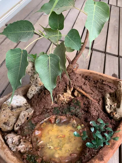 This dish garden is built around a young Peepal tree, trained as a miniature bonsai. I created a small landscape for it with natural rocks and a tiny resin pond, making it look like a peaceful scene from nature. It’s a perfect, serene centerpiece for a desk or coffee table.