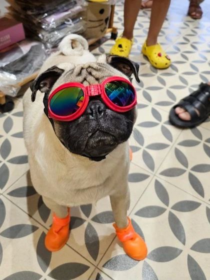 Another shot of our super-stylish pug client. This photo clearly shows the bright orange rain boots designed to protect paws from wet, muddy ground and potential infections.
