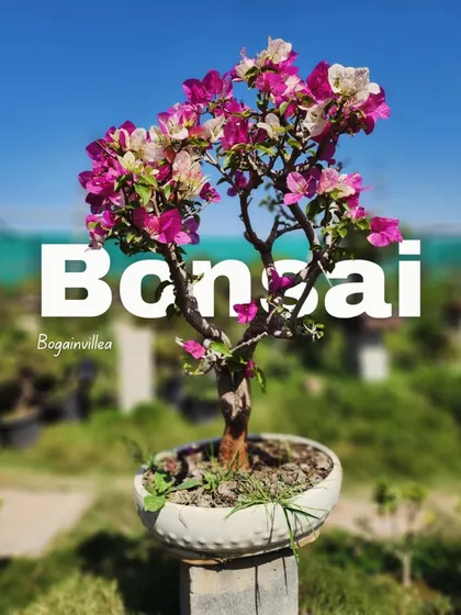 Vibrant color in a compact form. Our Bougainvillea bonsai collection combines the art of bonsai with brilliant, tropical flowers, perfect for adding a pop of color to balconies, patios, or indoor spaces.