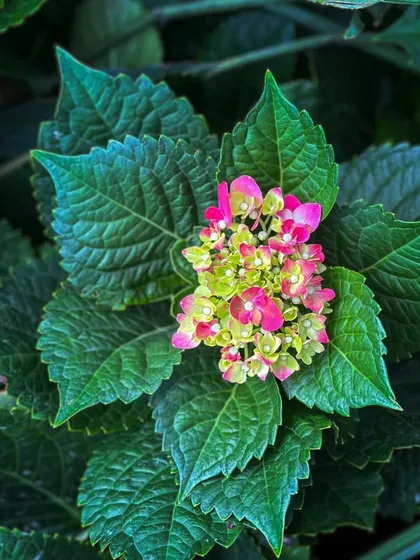 A young Hydrangea beginning to bloom, with its characteristic star-shaped florets. These shrubs produce large, impressive flower heads in shades that can change with soil pH.