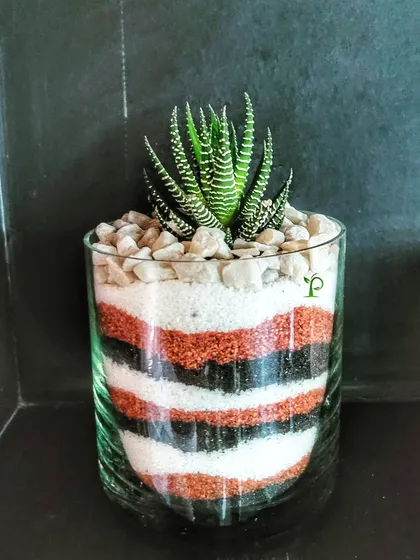 Make your office desk fancier with this cute succulent centerpiece. The layers of colored sand create a beautiful artistic base for the hardy Haworthia plant, adding a touch of green to your workspace.