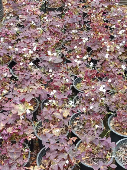 A collection of Oxalis Triangularis, or Purple Shamrock plants. Their unique, deep purple, wing-like leaves and delicate white flowers make them a captivating houseplant.
