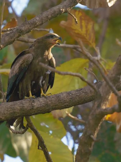 A Black Kite calls out from its perch within a leafy tree.