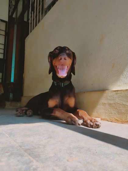 Stay - Dog Daycare Happy Faces of Stay photo 60