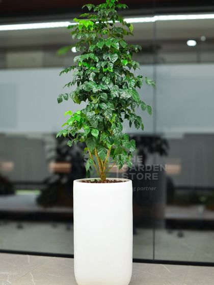 Greening Your Workspace photo 8