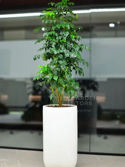 This tall, leafy Ficus tree in a minimalist white planter brings a natural element to a modern office interior. Its height and volume make it an ideal statement piece for entryways or large open-plan areas.