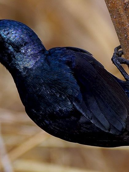 The male Purple Sunbird has dazzling, iridescent feathers that shimmer from deep purple to black in the light. Capturing their true color is a challenge as they zip from flower to flower.