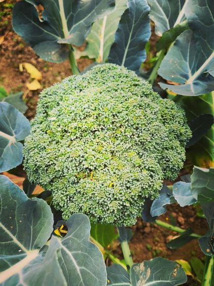 A perfect head of broccoli, fresh from my mom's garden. The color is so vibrant and it's packed with nutrients.