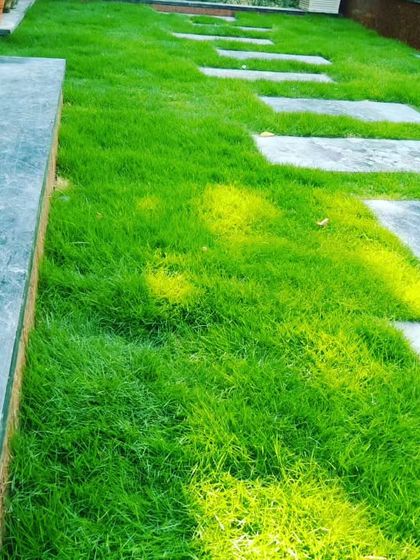 Stone pavers set into a healthy lawn create a functional and clean walkway. I keep the grass trimmed neatly around the stones as part of my detailed lawn maintenance service.