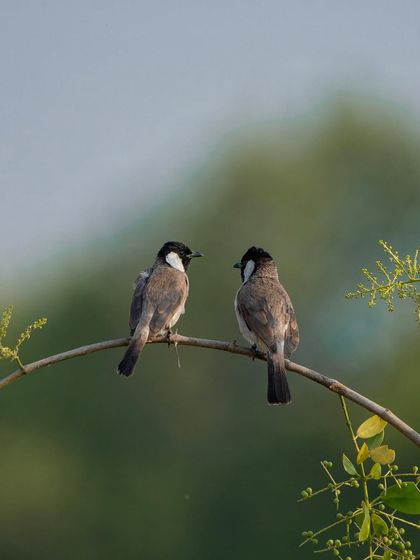 A pair of White-eared Bulbuls having a conversation. Capturing interactions between birds is a key part of telling a story with your photos.