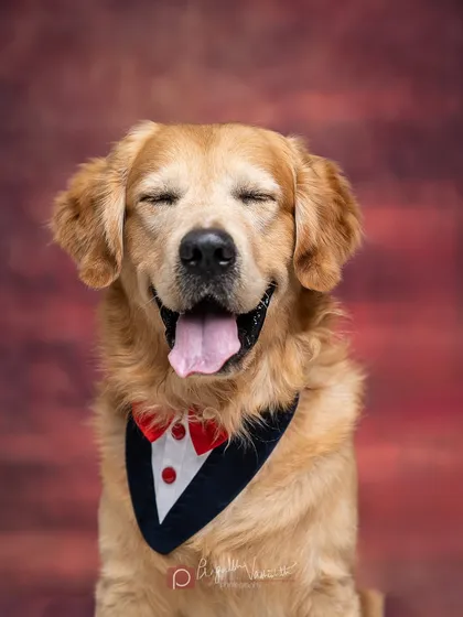 This is the face of pure, unfiltered happiness. My studio sessions are designed to be fun and relaxed, allowing your dog's unique personality, like this dapper Golden Retriever's joy, to shine through.