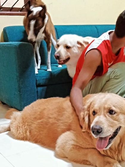 Just a happy pile of dogs enjoying some quiet time with our staff.