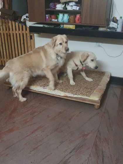 The Urban Dawg - In-Home Dog Boarding Home Comforts: No Cages, Just Cuddles photo 33