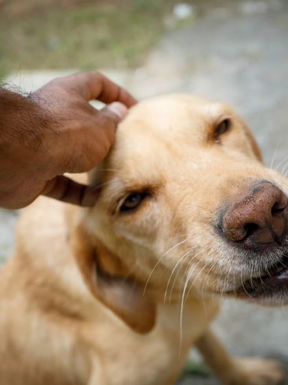 Zara, a gorgeous 2-year-old Labrador, enjoying a good head scratch. She is vaccinated and spayed but still hasn't found a home.