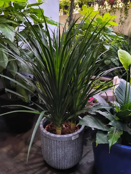 Discover the allure of our new Dracaena Yucca. This low-maintenance plant is ideal for apartments and offices, purifying the air while adding a touch of modern style.