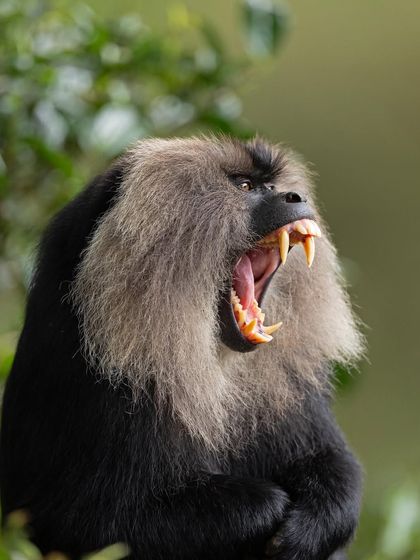 A male Lion-tailed Macaque yawns, showing off his formidable canine teeth. This is a threat display, and capturing it requires timing and a bit of luck.