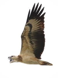 Wildlife Photography