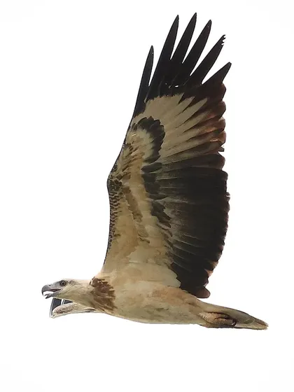 A juvenile White-bellied Sea Eagle in flight. Even at a young age, the power and grace of this common Singaporean raptor are evident. Capturing birds in flight, especially raptors, requires fast reflexes and a deep understanding of their movement.