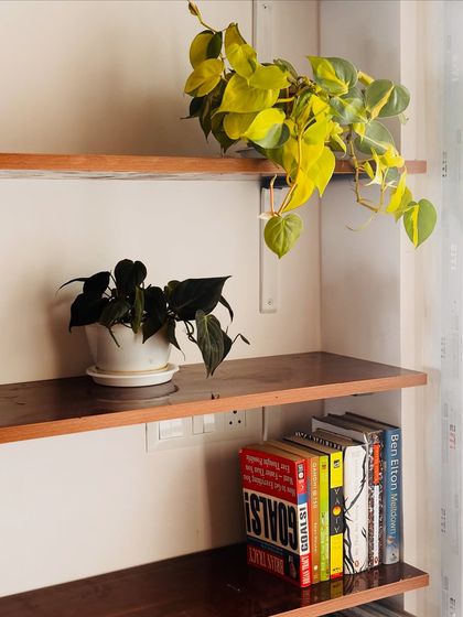 A trailing Philodendron Brasil and a dark Philodendron Black Cardinal add contrast and interest to these bookshelves. They are easy to care for and look great cascading down the sides.