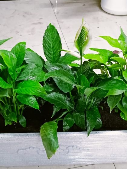 Multiplex Urban Green - Landscape & Garden Services Indoor & Air-Purifying Plants photo 18