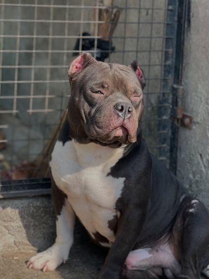 Soaking up the sun. A relaxed dog is a happy dog. Sultan enjoying a quiet moment outside his kennel.