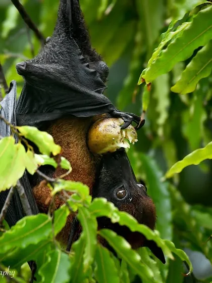 A final portrait of the Indian Flying Fox and her young. I hope these images help people appreciate these incredible flying mammals.