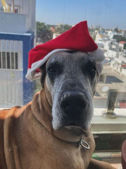 We Care Pet Creche - Home Dog Boarding Our Adorable Guests photo 30