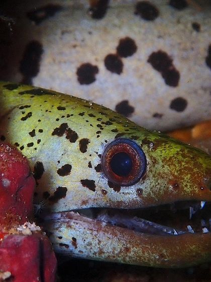 A fimbriated moray eel peeking out of its hole. The patterns on these eels are incredible.