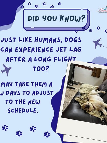 Anvis - Pet Relocation Specialized Care & Travel Options photo 13