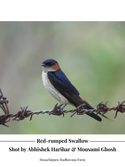The Red-rumped Swallow, perched on a wire at Madhuvana Farm. These agile flyers are a joy to watch as they hunt for insects over the fields.