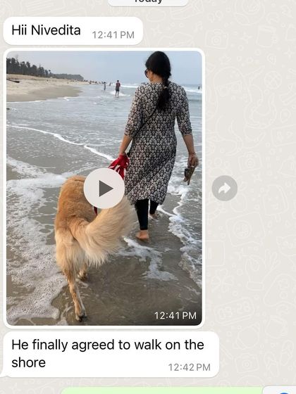 Confident Dogs - Canine Behavior Modification Real Dogs, Real Transformations photo 30