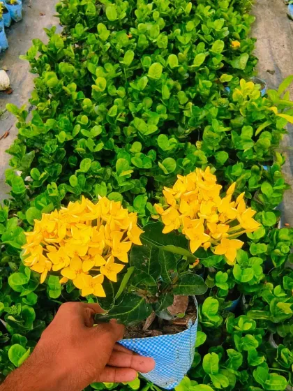 The bright yellow Ixora is a cheerful addition to any garden.