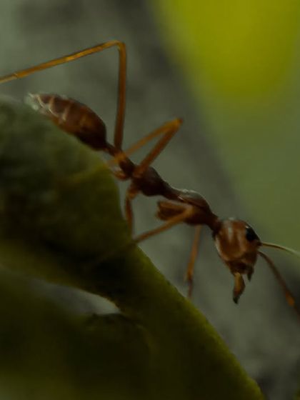 Zahid Moledina - Photography The World Up Close: Nature & Macro photo 36