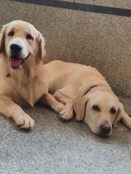 Stay - Dog Daycare Quiet Time & Cozy Naps photo 28