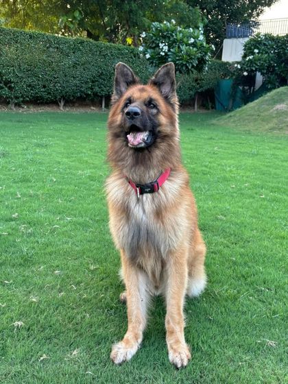 Oscar, a long-coat German Shepherd, sitting majestically after a good run.