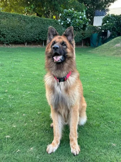 A portrait of a well-trained dog. Oscar sitting calmly and attentively, showcasing the results of our board and train program. He is confident, happy, and understands what is expected of him.