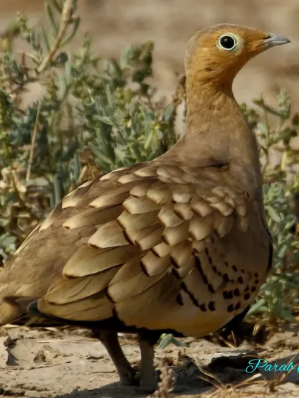A female sandgrouse showing the beautiful scalloped pattern on her back. This camouflage is essential for survival in the open, arid plains.