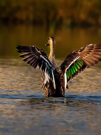 An Indian Spot-billed Duck spreads its wings in the water, revealing the iridescent green speculum feathers. This is a display of strength and beauty, captured at a lake in Lucknow.