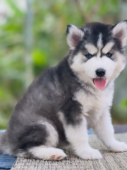 Another angle of this premium blue-eyed Husky. You can see the depth of his coat and the beautiful markings on his face.