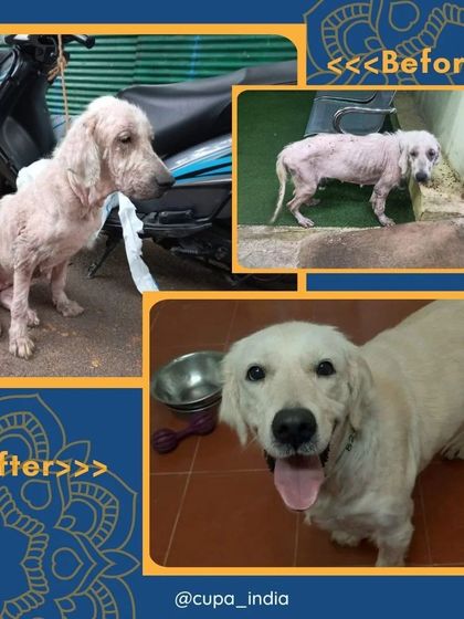 Cupa - Pet Adoption, Fostering & Sponsorship Join Our Cause: Support & Volunteer photo 12