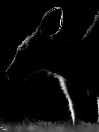 I captured this Eastern Grey Kangaroo in Lysterfield Park, Australia, just as the sun was setting. By positioning myself against the last light, I was able to create this dramatic rim-lit silhouette, highlighting the fine fur along its back and ears against the darkness.