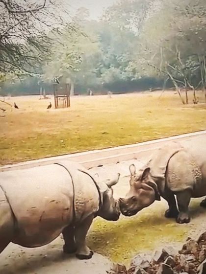 A moment of connection between two rhinos in captivity. It is a poignant reminder of the beauty of nature, even when constrained by pollution and a poor environment.