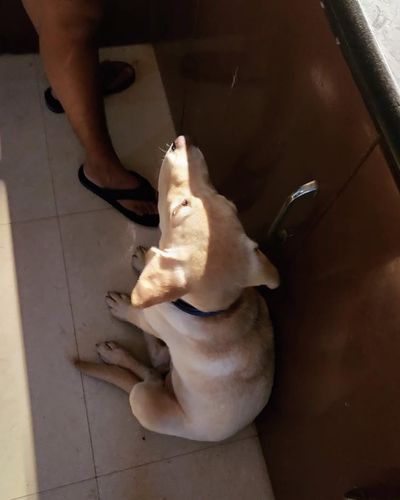 Dog Boarding