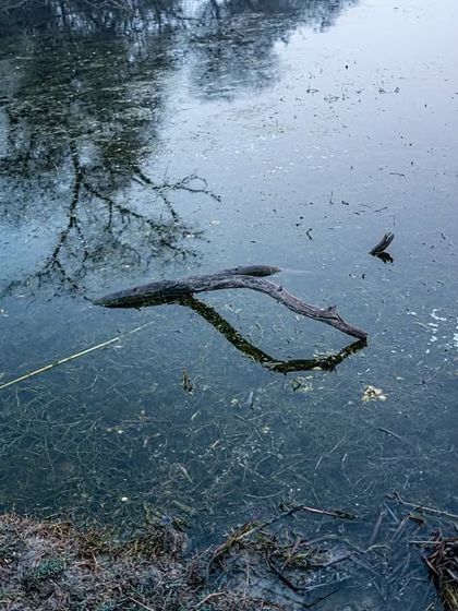 A moody landscape of Bharatpur in winter. The reflection of the bare tree in the still, murky water creates a somber and beautiful scene, typical of the park during this season.