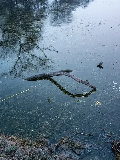 A moody landscape of Bharatpur in winter. The reflection of the bare tree in the still, murky water creates a somber and beautiful scene, typical of the park during this season.