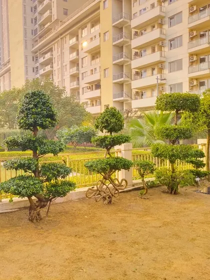 Another angle of the villa lawn project, highlighting the different shapes and sizes of the Ficus topiaries. This variety adds visual interest and a sense of maturity to the garden.