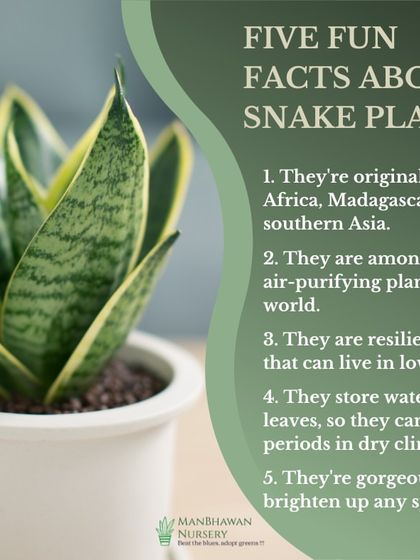 Here are five fun facts about Snake Plants. Did you know they are among the best air-purifying plants in the world and can survive in low light?