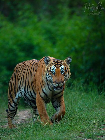A tiger stands out against the vibrant green of the monsoon forest in Bandipur. Photographing big cats in this lush environment is a special experience that I guide my clients through.