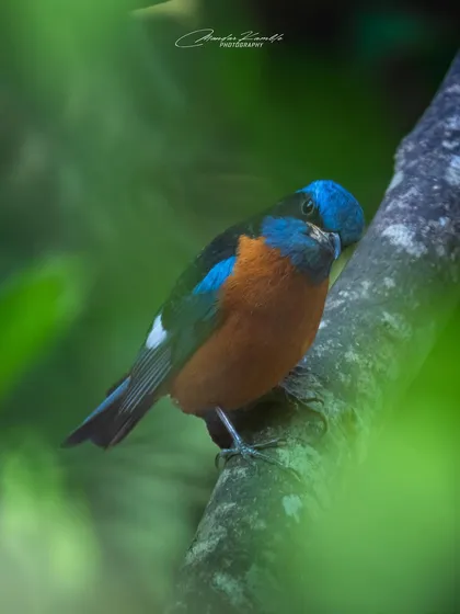 A Blue-capped Rock Thrush peeking through the leaves. This shot creates a sense of discovery, as if we are getting a secret glimpse of the bird.
